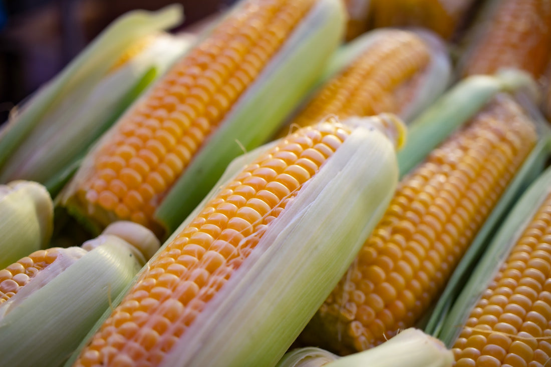 Lehet NutriSpeed nélkül is kukoricát termelni, de mennyit?